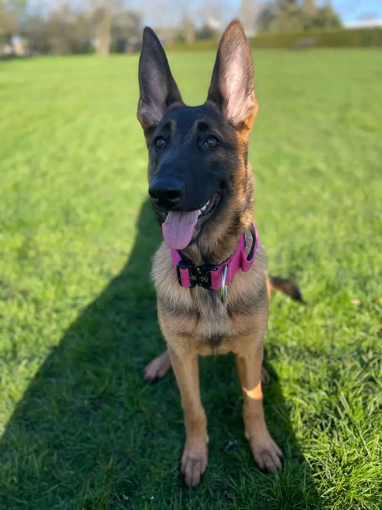 NWmalinois Ruby
