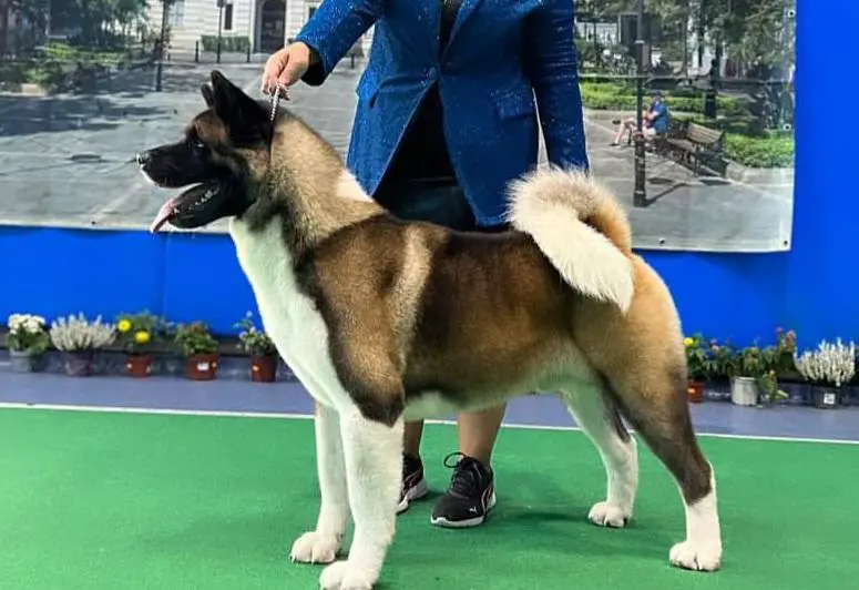 Edgar The Seventh Wonder