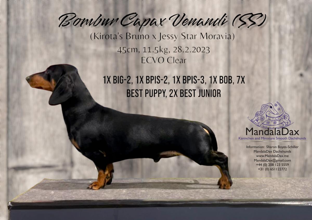 Bombur Capax Venandi