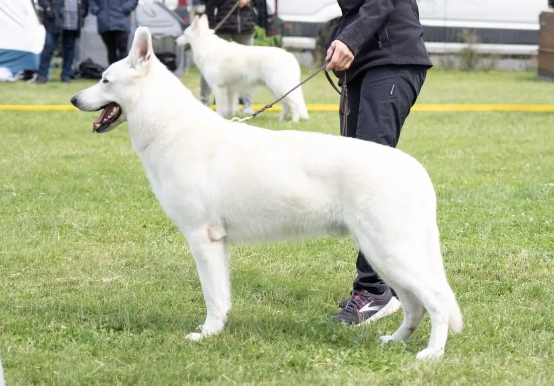 Shamrock Shepherds Grisu „Gengar“