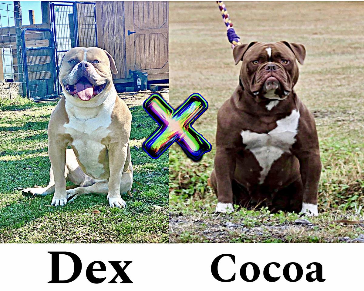 Paparazzi Kennels Coca Cola Lola of DSAB