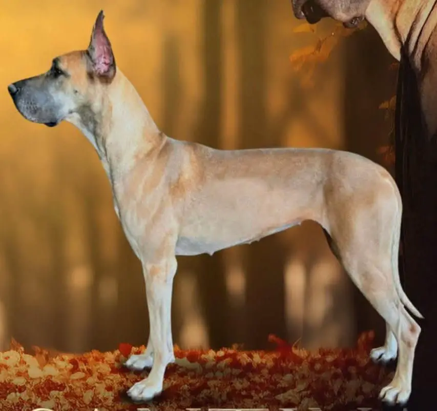 F&B's Santina Avari Of Sovereignty Woods