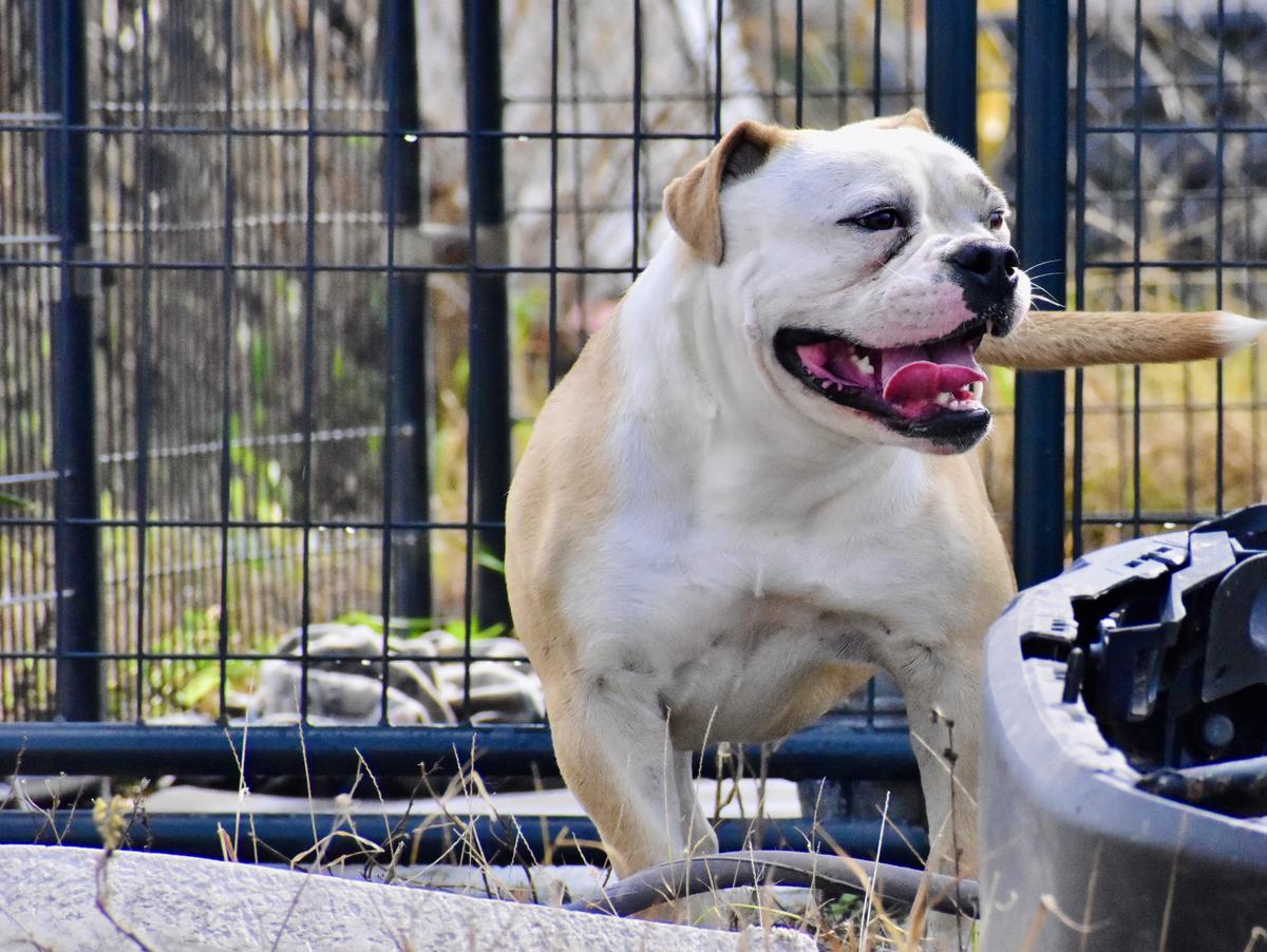 Old Toned Bulldogs Diesel