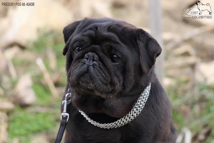 PREDERY PUG NI-KHOR