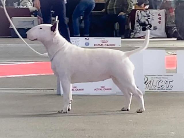 Famous Bull Inside Rolling The Deep