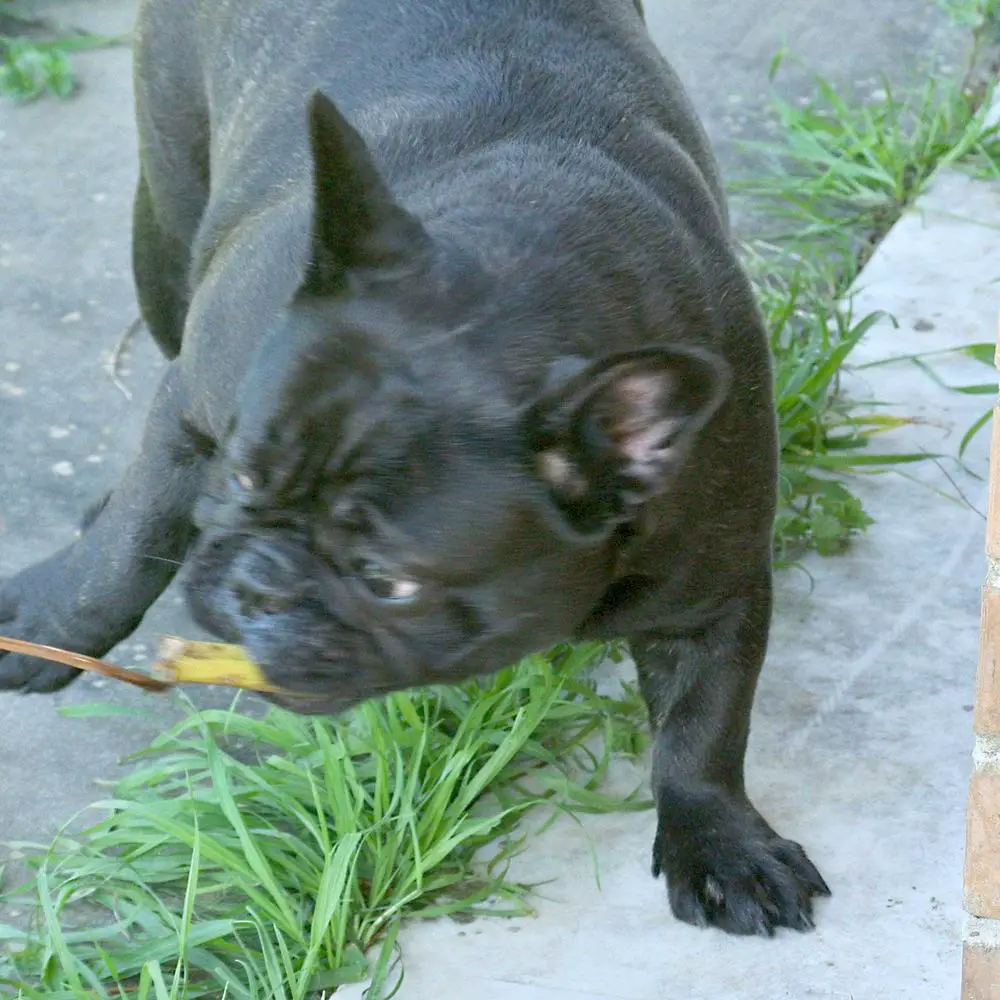 Bulsara