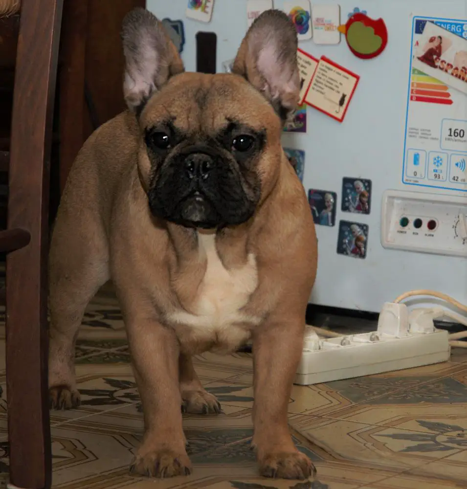Dexter of the Wilson's Dynasty