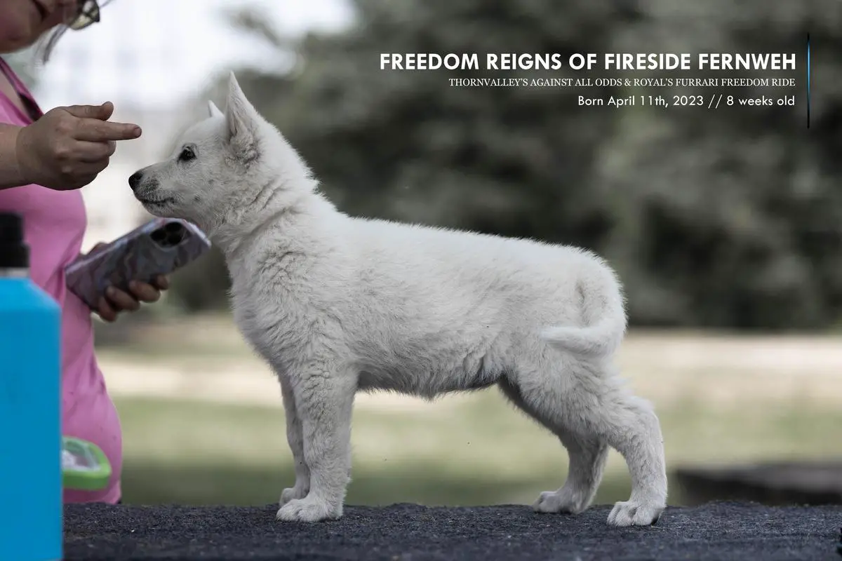 Freedom Reigns of Fireside Fernweh