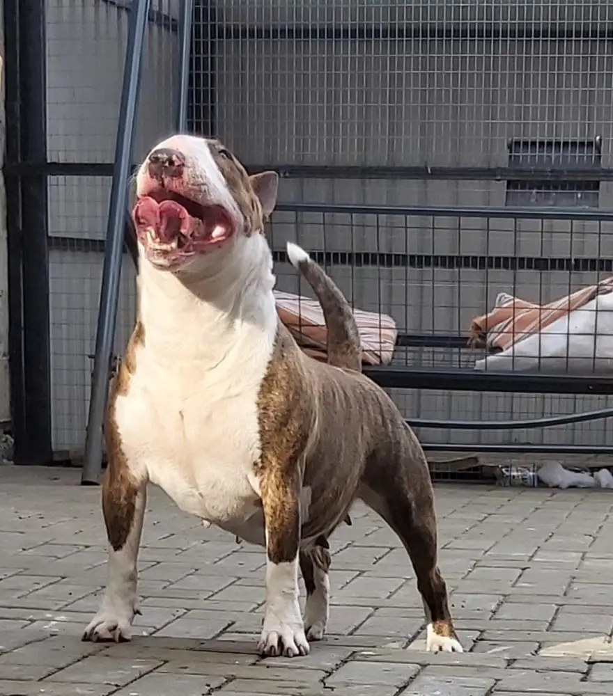 MILDRE'S BULLS MAGIC STAR