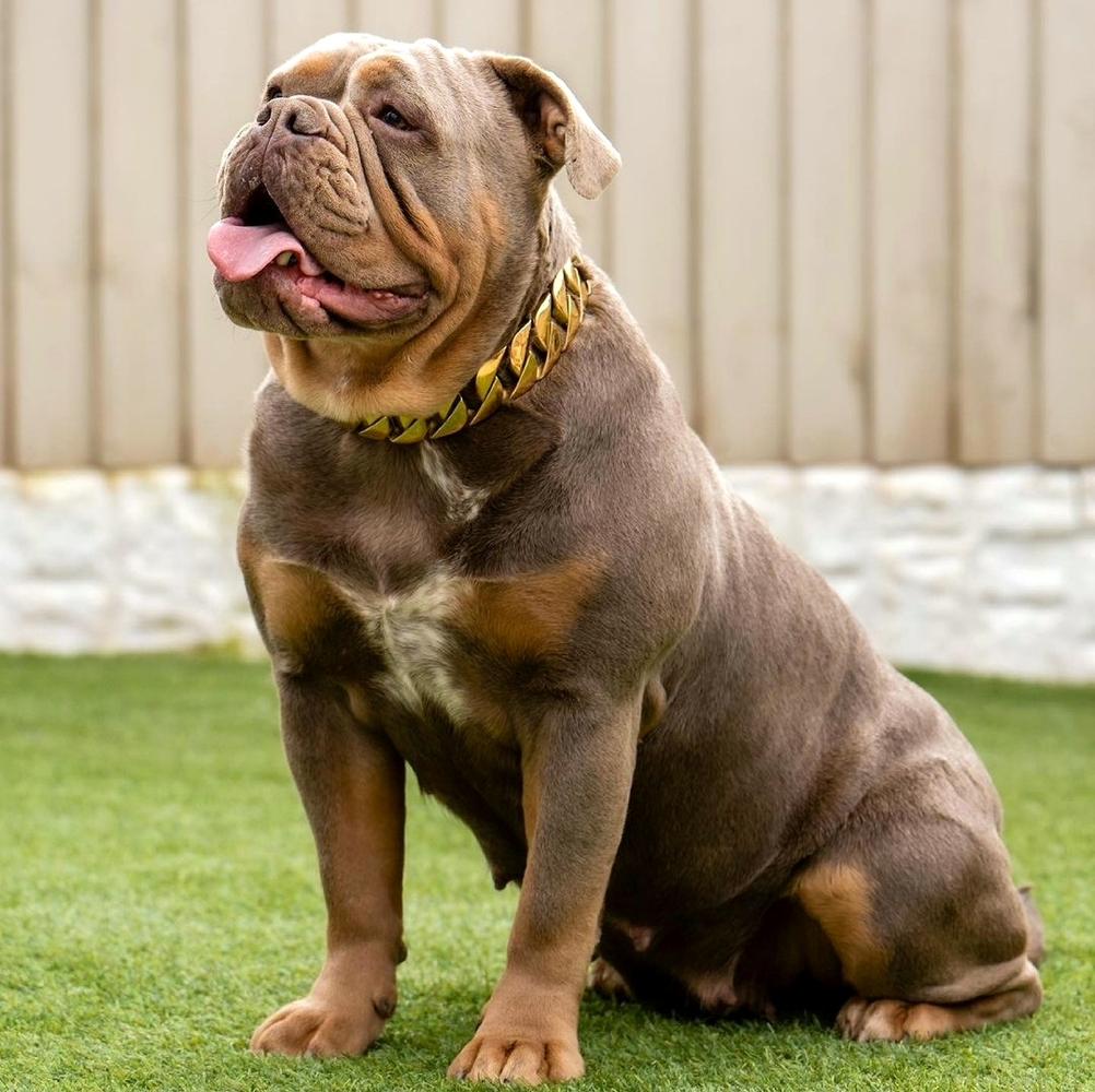 Lexi Lilac Bloom @ Stoke on Trent Bullz