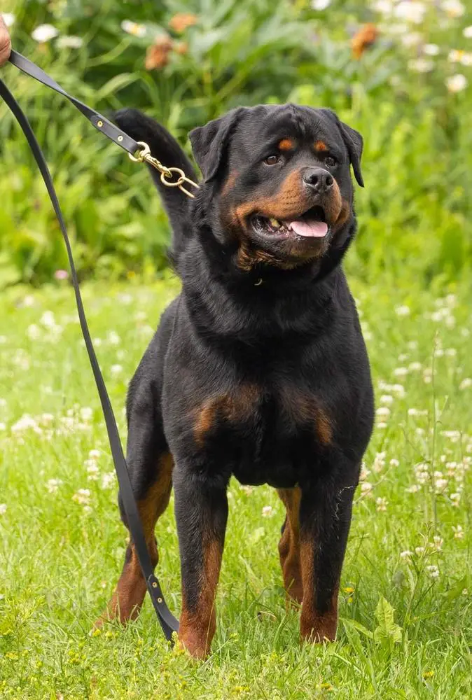 vasfors zeus