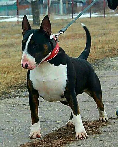 VILLSONNY EL CHACAL ANUBIS