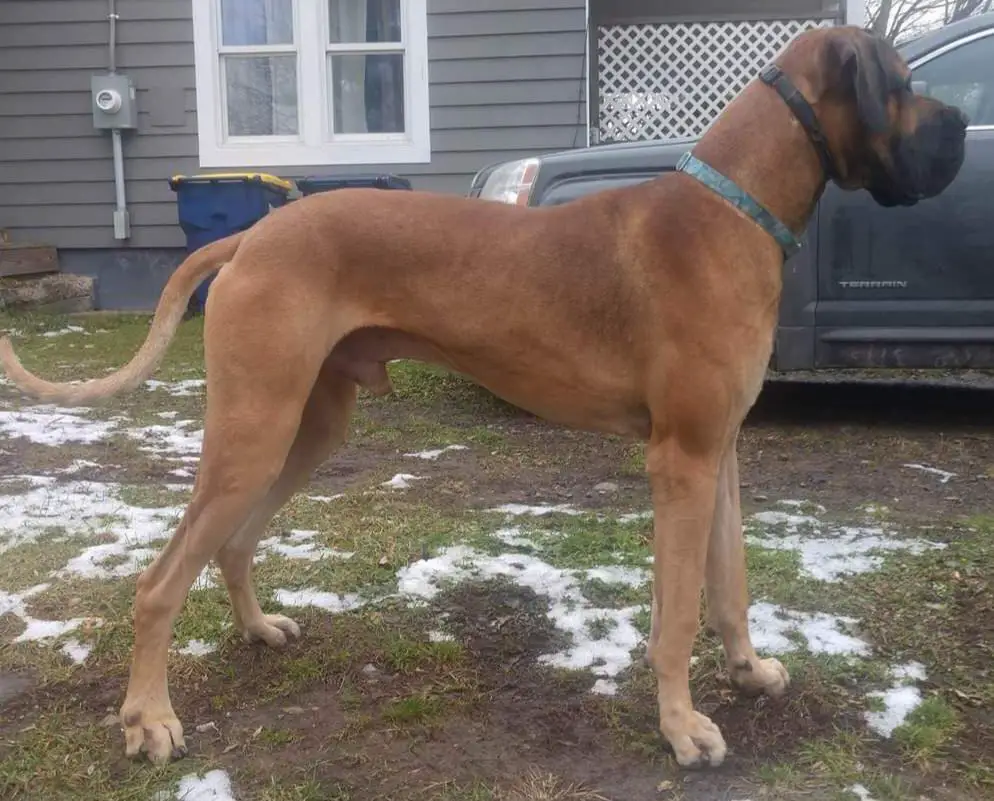 Bruno Zedvonaimo Of Willow Pond Danes