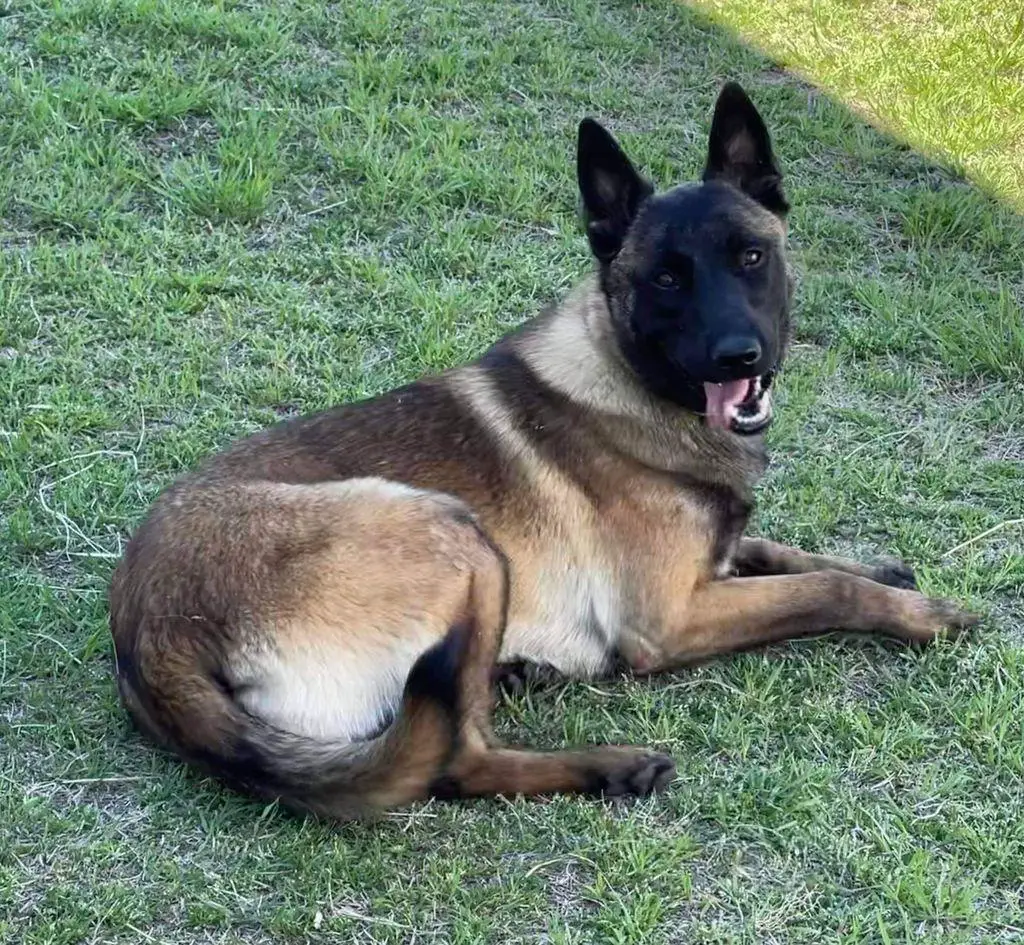 Akc malinois sales