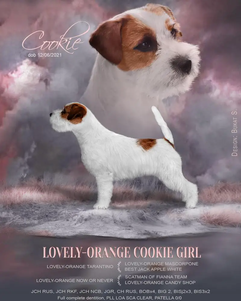 LOVELY-ORANGE COOKIE GIRL