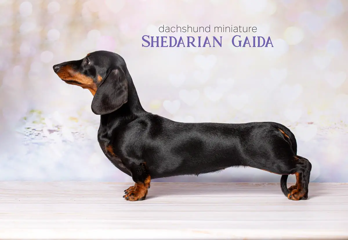 SHEDARIAN GAIDA