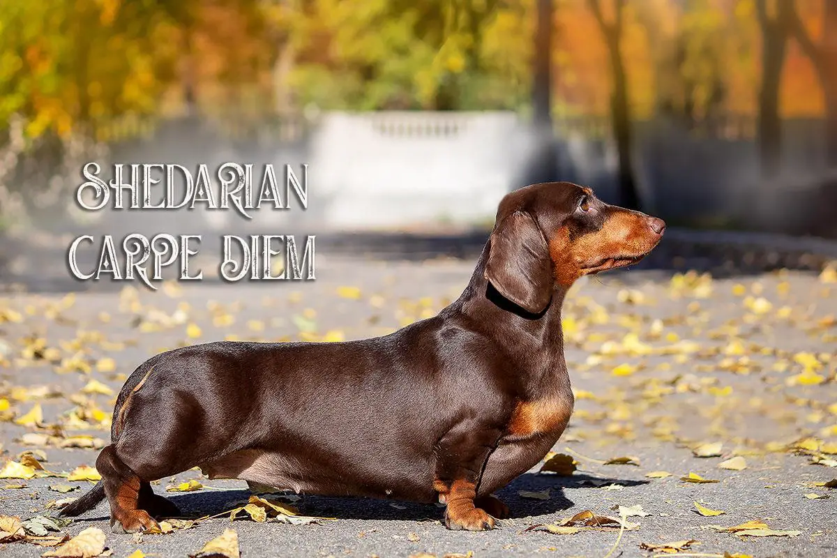 SHEDARIAN CARPE DIEM