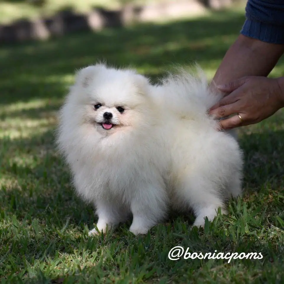 LUIGI BOSNIAC POMS