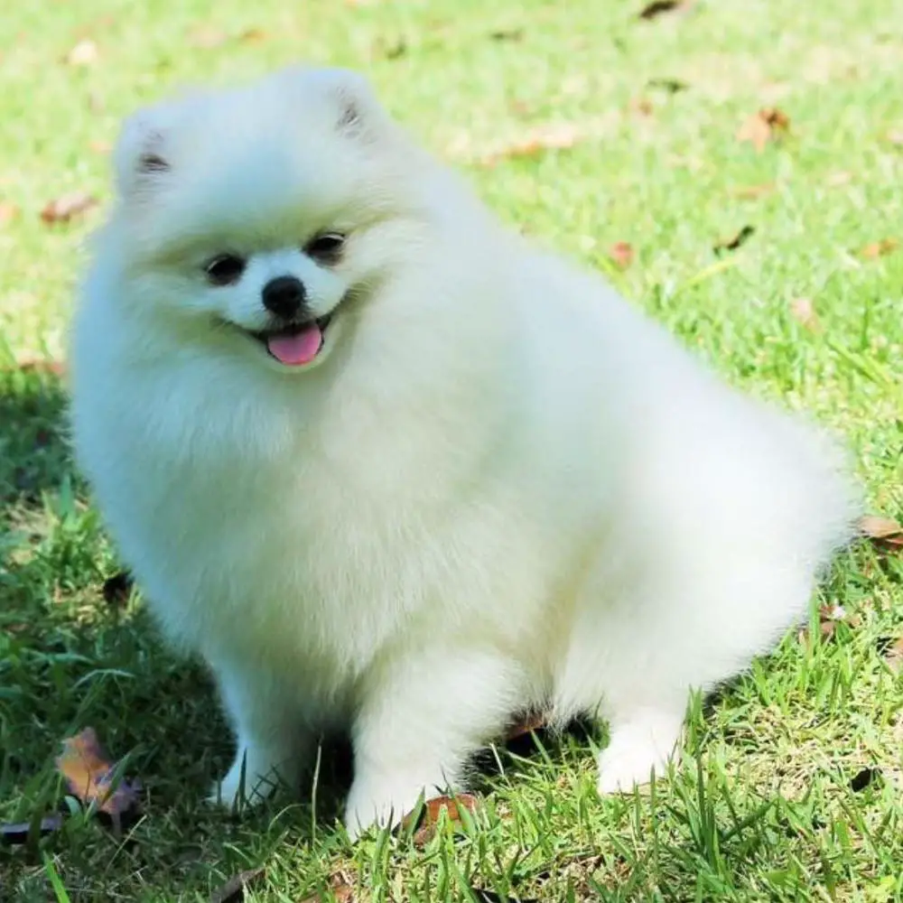 BRENDA BOSNIAC POMS