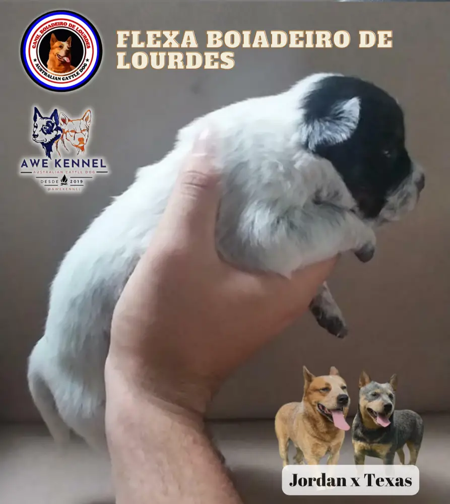 BOIADEIRO DE LOURDE FLEXA