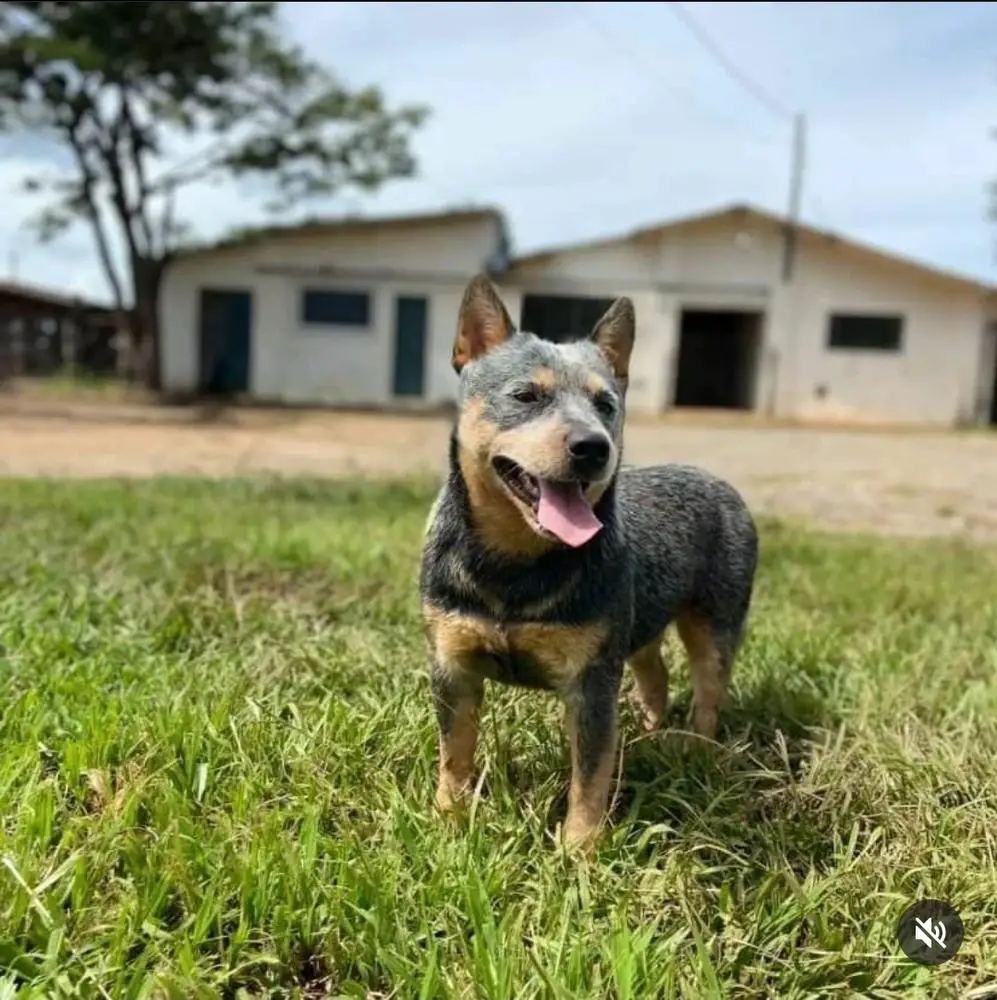 TEXAS REDBLUE HEELERS