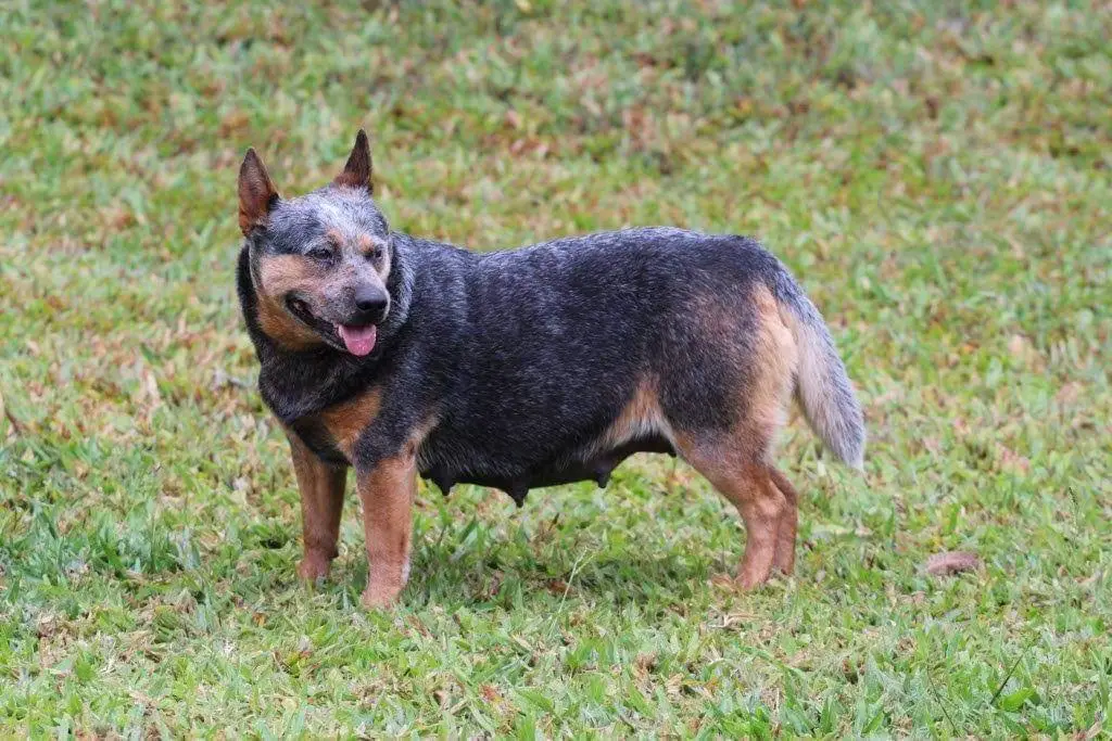 HEELER VALLEY IVY