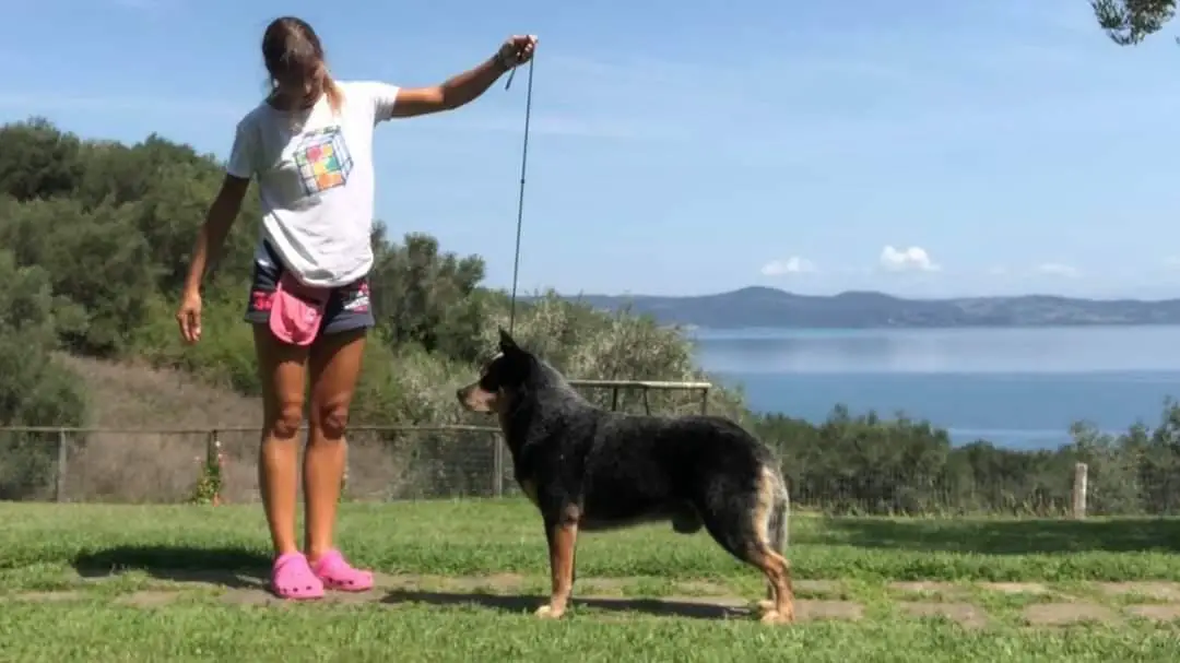 QUEBLUE AUSSIE ICON