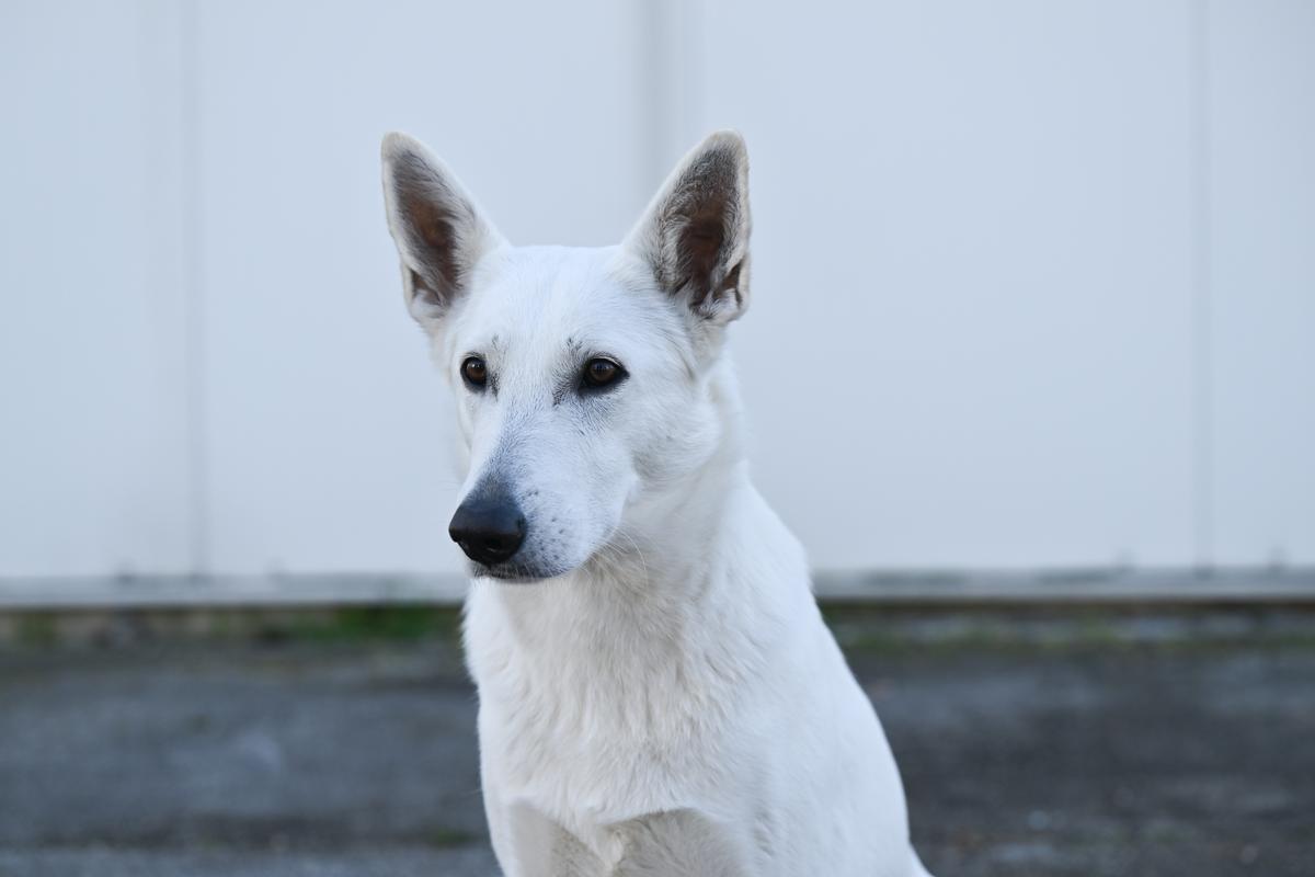 Betsy Alba Patronus