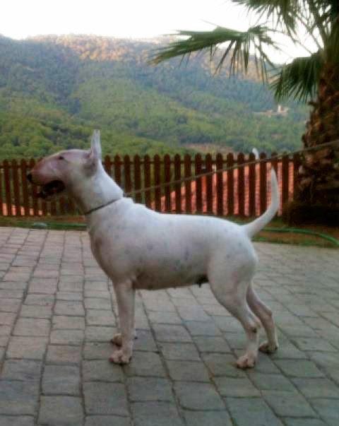 EVER LORDBULL BARBI CARBONI