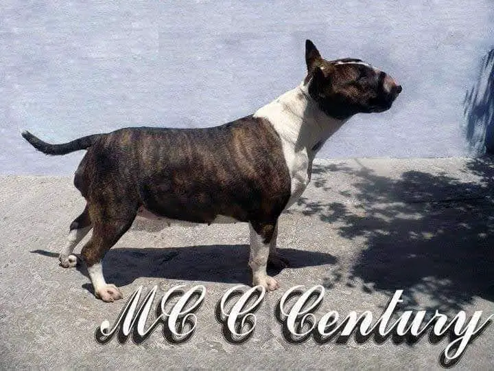 CLARIBEL CENTURY