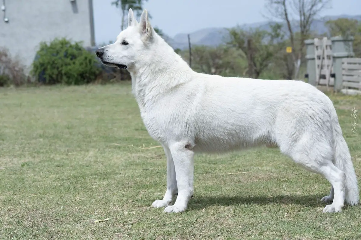 Snow Wolfshund