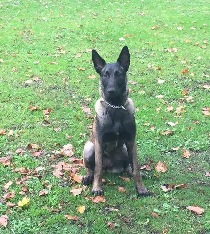 Fenrhyswulff Layla