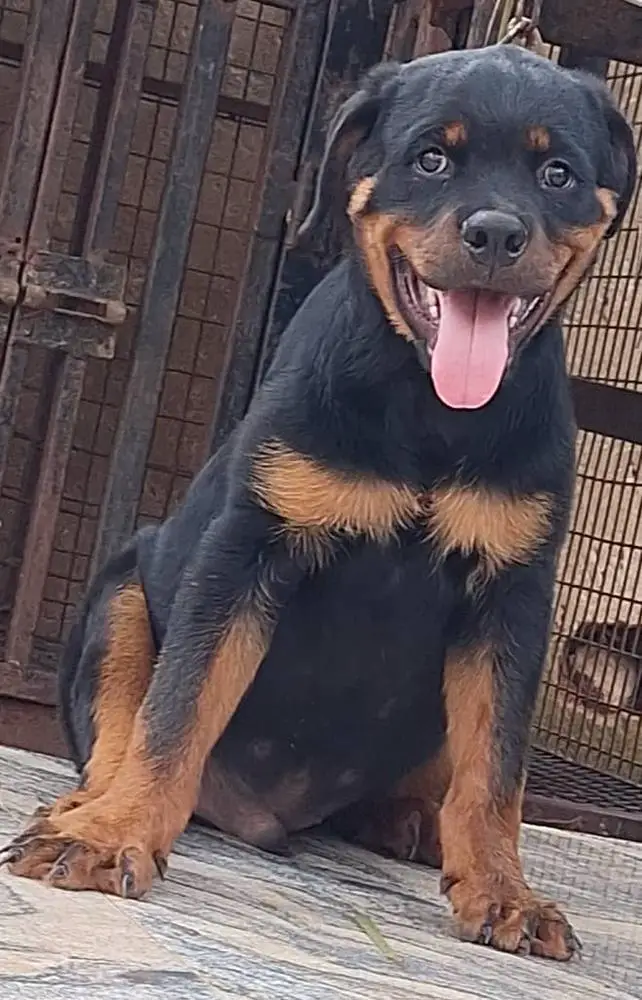 B-HECTOR VH VALUTE