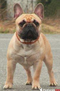 EDGAR IZ PALEVYH BULDOGOV
