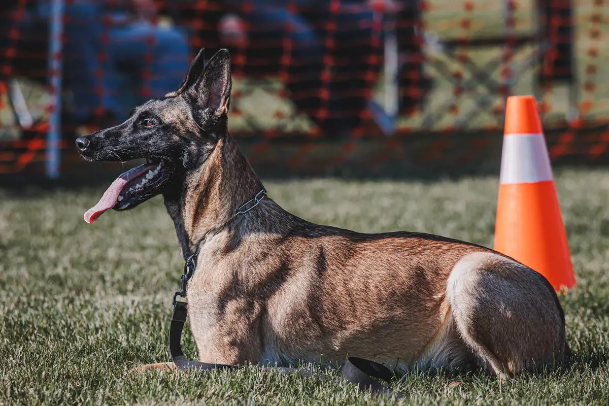 Belgian malinois hot sale champion line