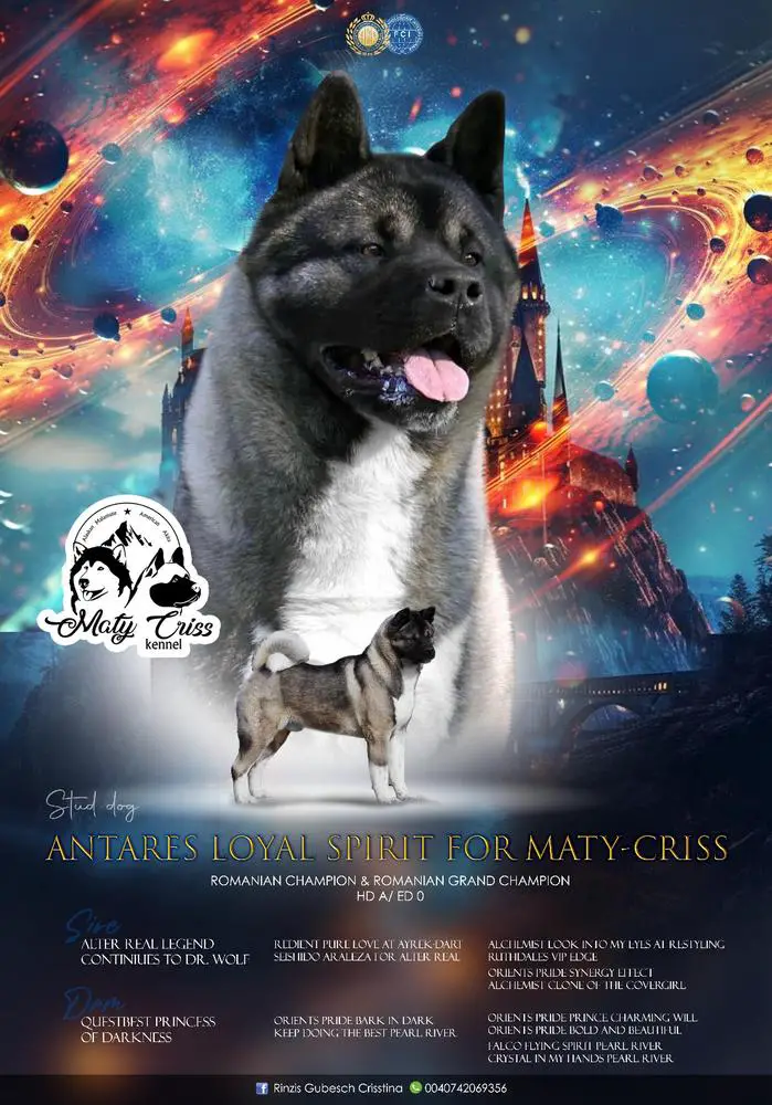 Antares Loyal Spirit For Maty-Criss