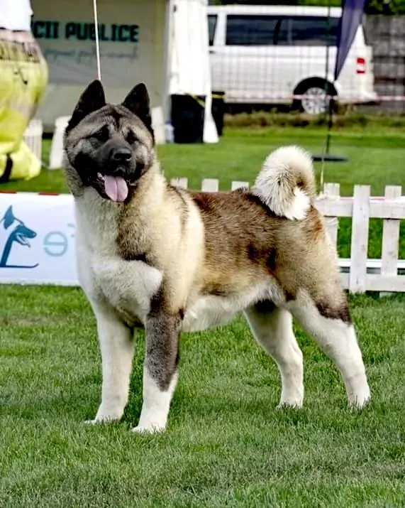 Dr. Wolf River Of Love