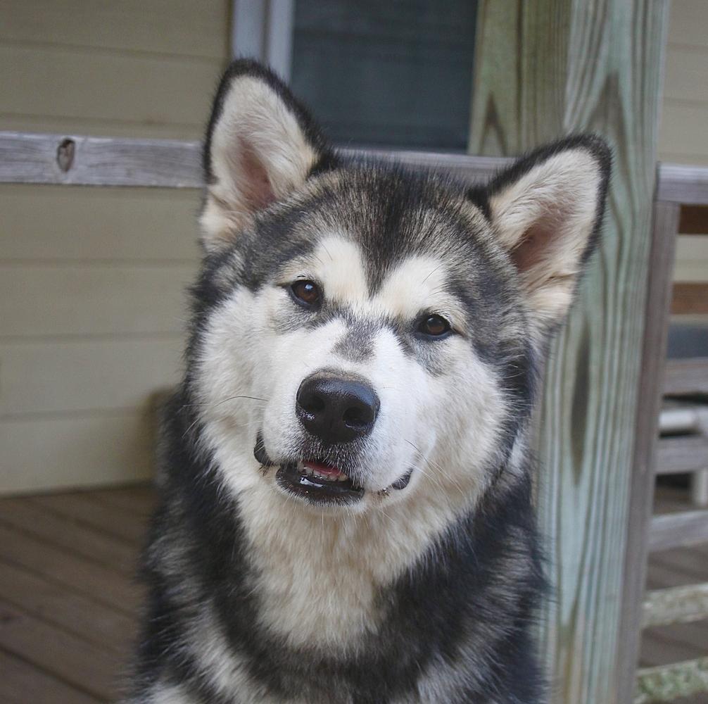 Wayeh-Mystic Last Guardian of Rockin Maples