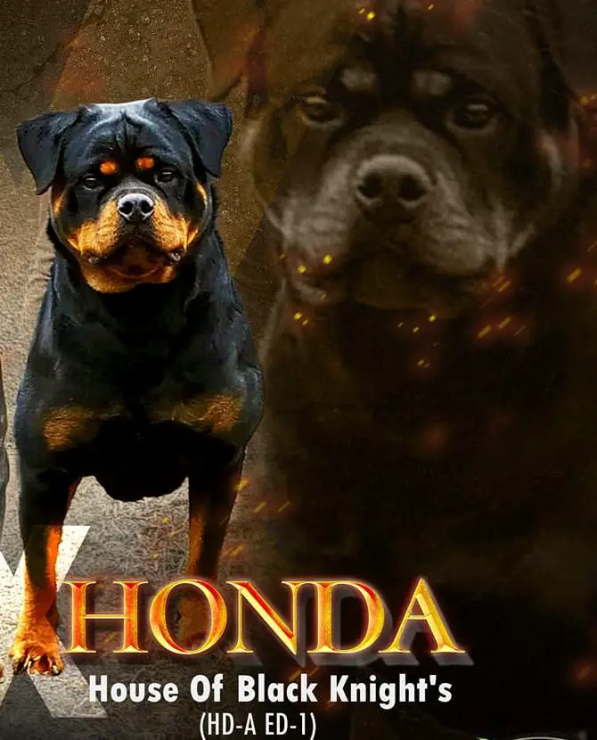 HONDA HOUSE OF BLACK KNIGHT’S