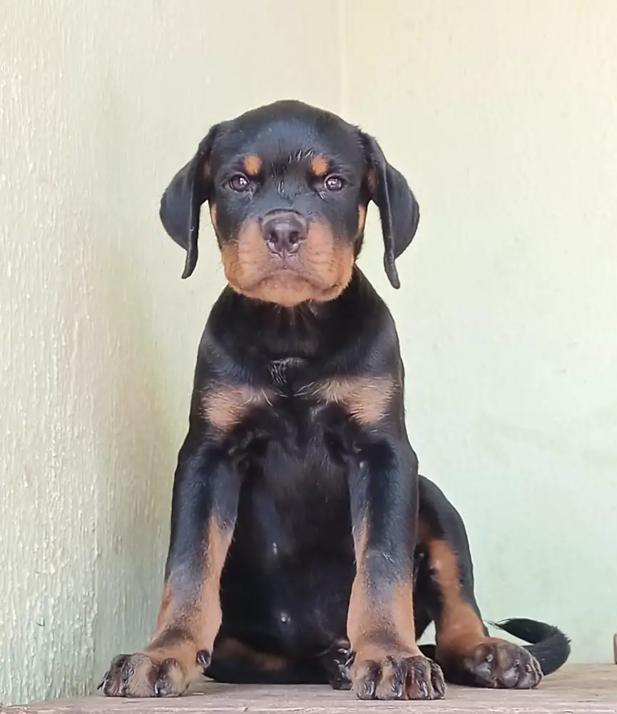Simba of Sublime Rotts