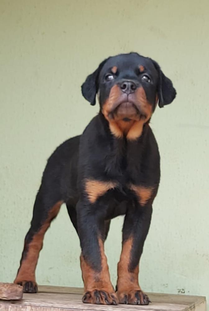 Gravity of Sublime Rotts