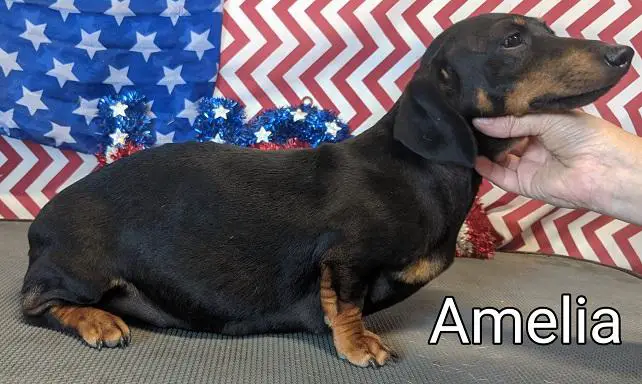 HR Benjamins Hot Amelia MS