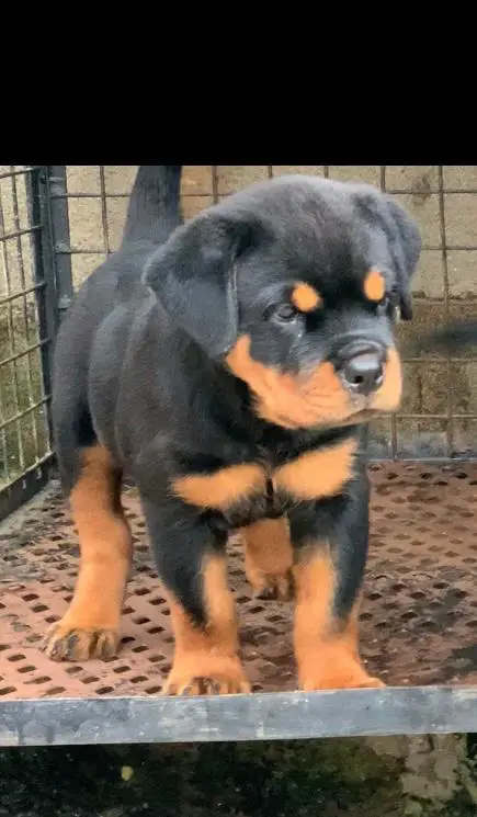 Daisy of JSD kennel