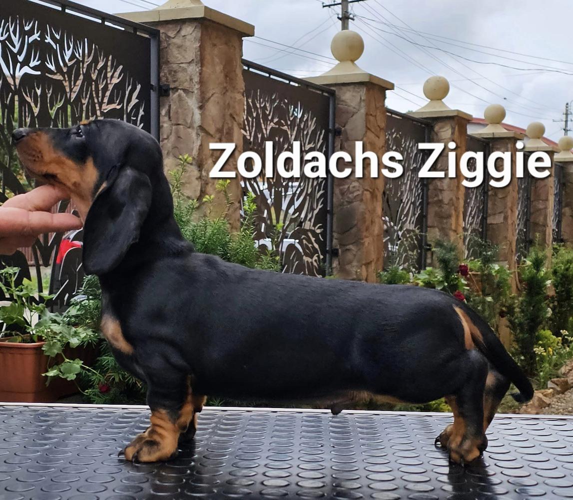 ZOLDACHS ZIGGIE