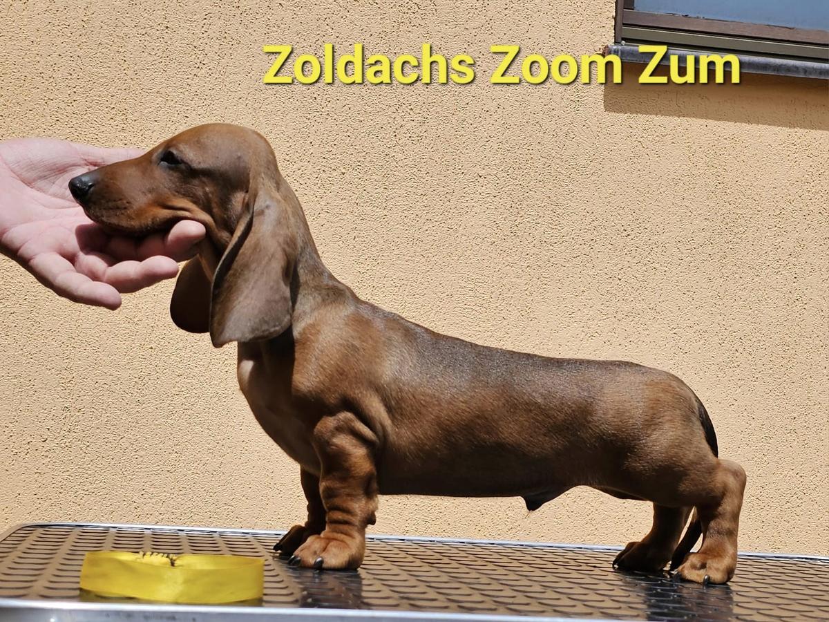 ZOLDACHS ZOOM ZUM