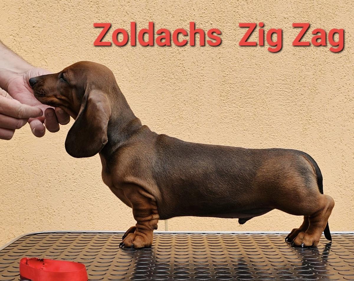 ZOLDACHS ZIG ZAG