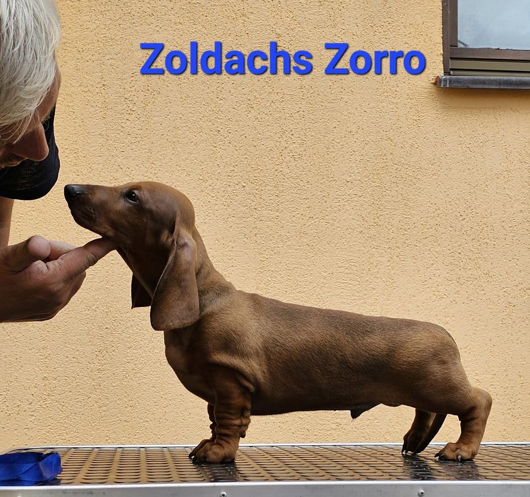 ZOLDACHS ZORRO
