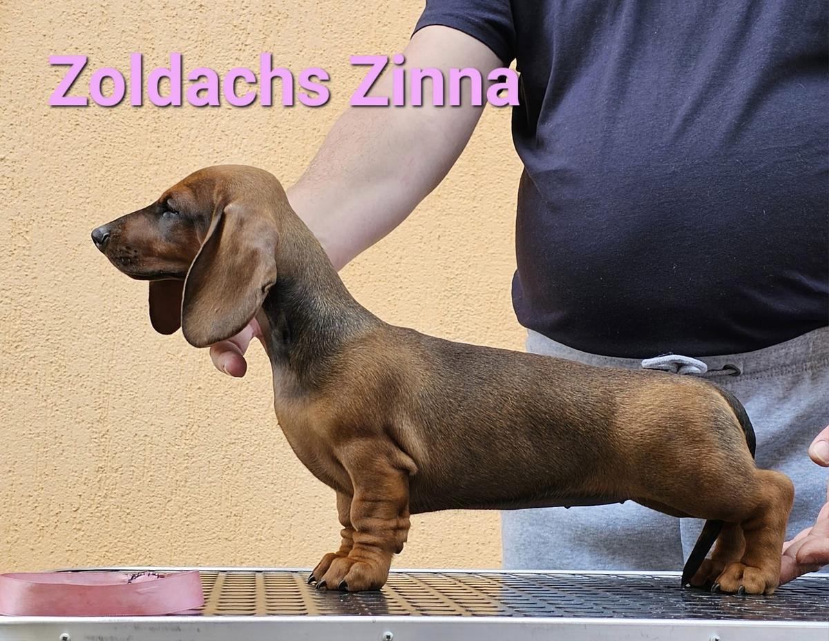 ZOLDACHS ZINNA