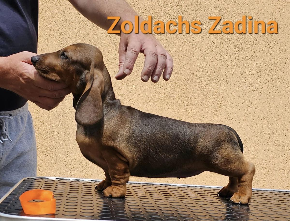 ZOLDACHS ZADINA