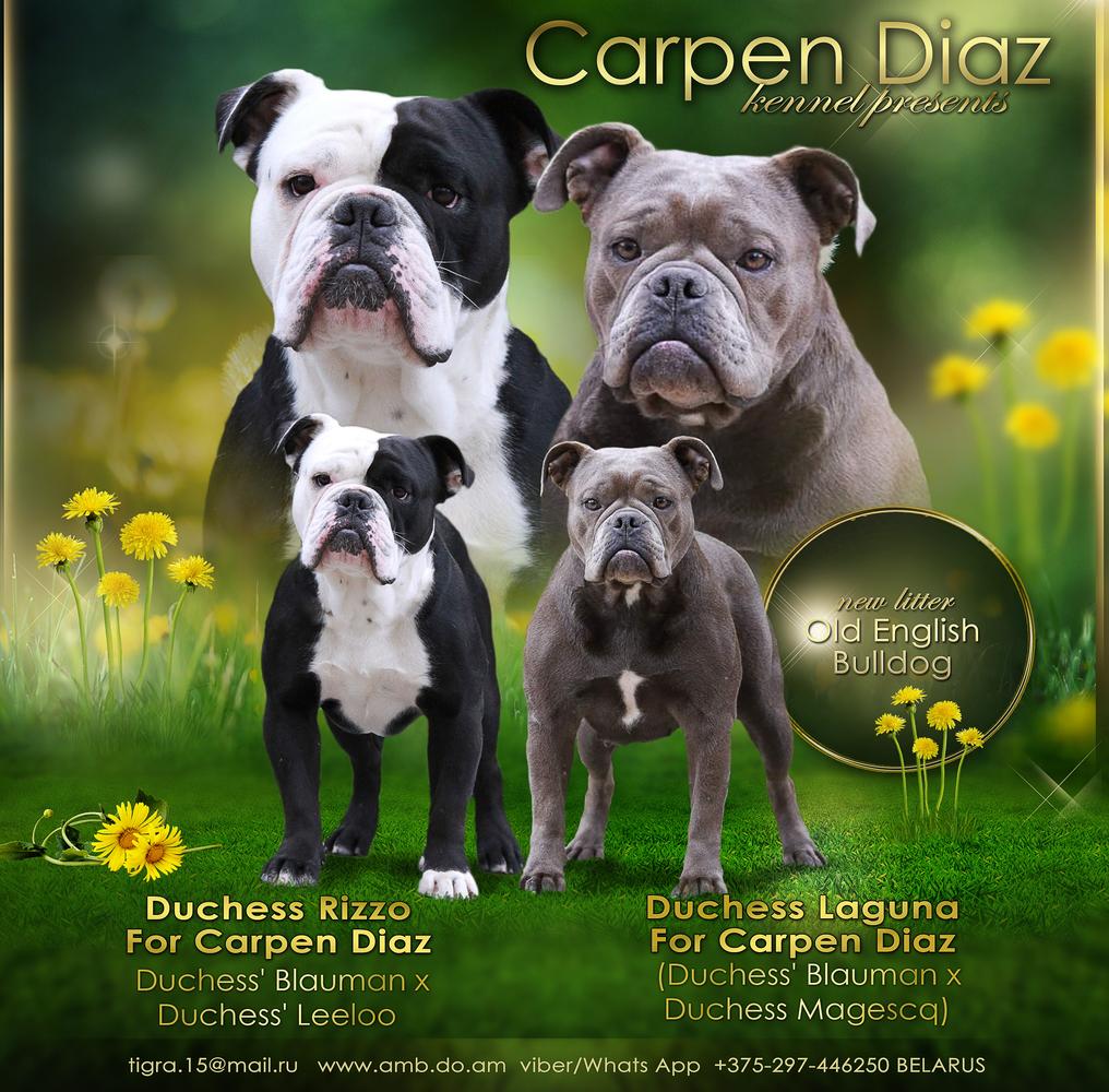 Carpen Diaz Egor